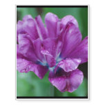 Perfectly Purple Parrot Tulip Temporary Tattoos
