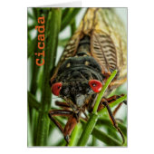 Periodical Cicada Large Insect Macro Photo (Front)