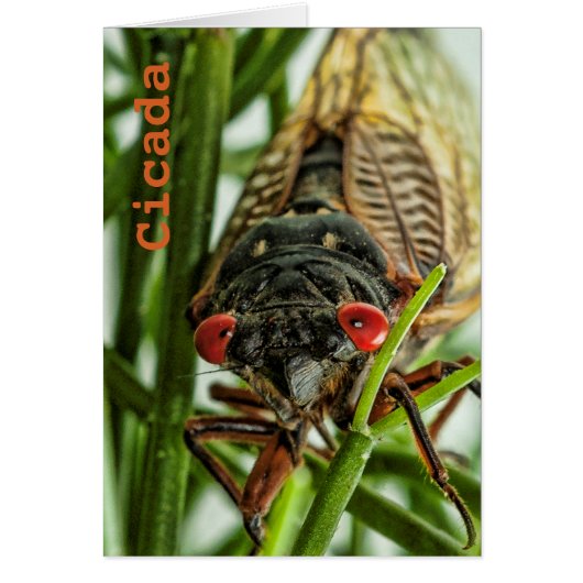 Periodical Cicada Large Insect Macro Photo (Front)