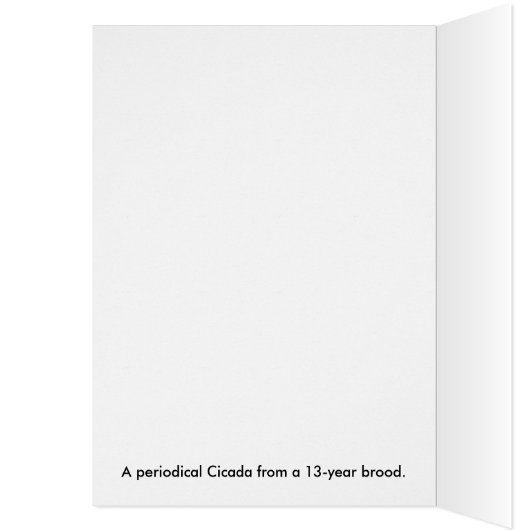 Periodical Cicada Large Insect Macro Photo (Inside (Left))