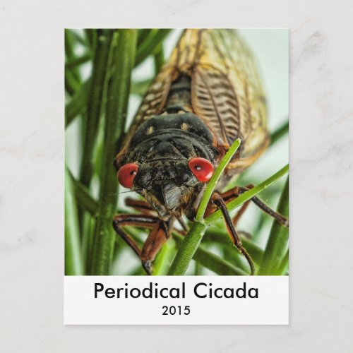 Periodical Cicada Large Insect Macro Photo Postcard
