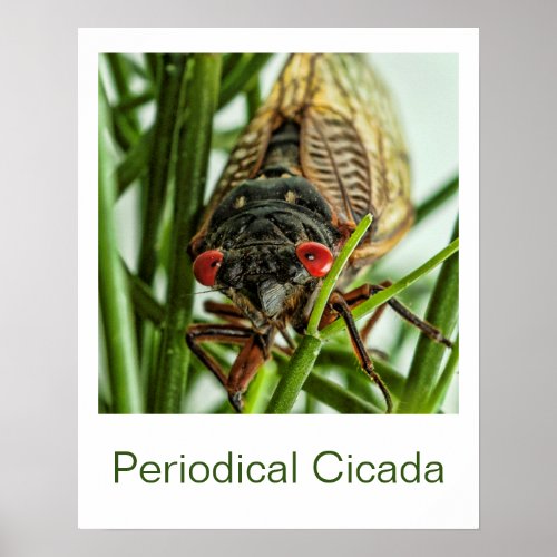 Periodical Cicada Large Insect Macro Photo Poster