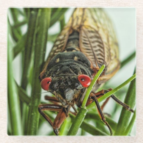 Periodical Cicada Large Insect Nature Picture Glass Coaster