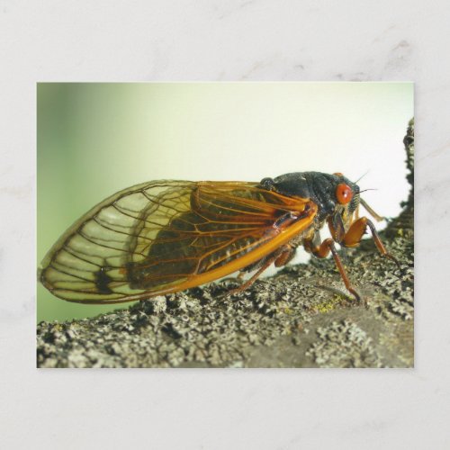 Periodical Cicada Postcard Postcard