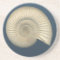 Perisphinctes Ammonite