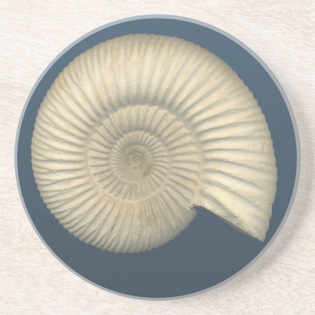 Perisphinctes Ammonite Sandstone Coaster (Front)