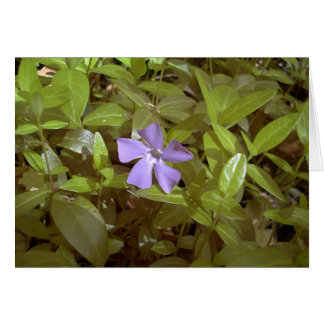 Periwinkle at Letchworth Cards