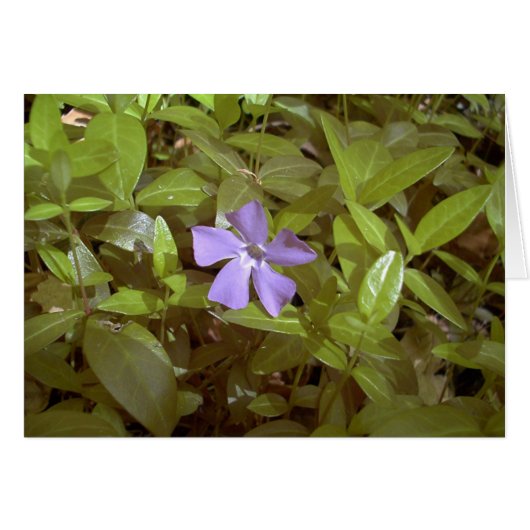 Periwinkle at Letchworth Cards (Front Horizontal)