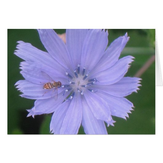Periwinkle Blue Cards (Front Horizontal)
