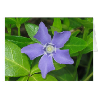 periwinkle cards