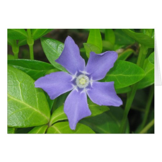 periwinkle cards (Front Horizontal)