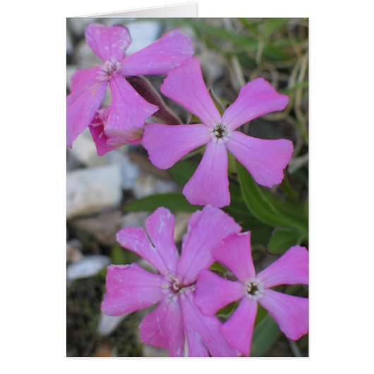 Periwinkle Cards (Front)