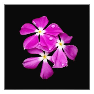 'Periwinkle Flowers After Rainfall' Photo Print
