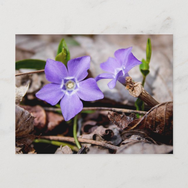 Periwinkle Flowers Postcard (Front)