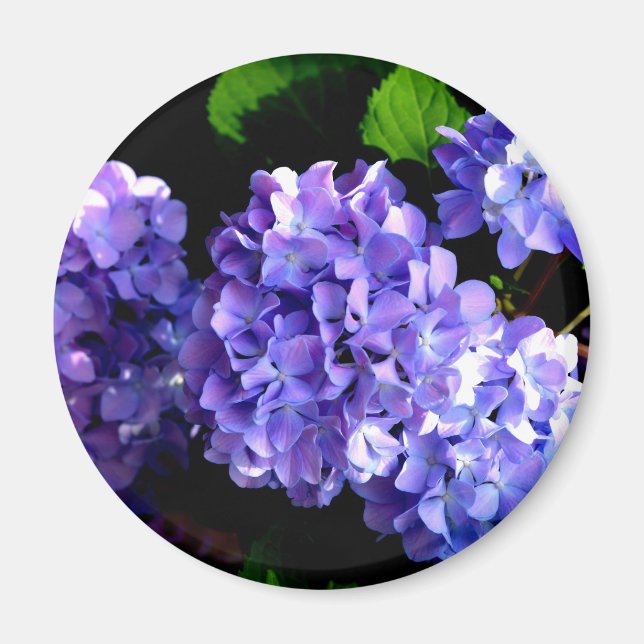 Periwinkle hydrangeas purple blue flower floral magnet (Front)