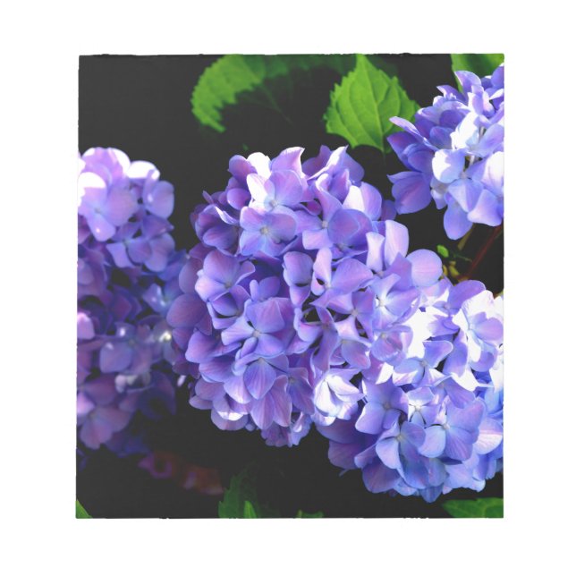 Periwinkle hydrangeas purple flowers blue flowers notepad (Front)