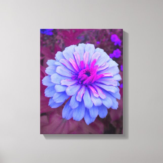 Periwinkle N Pink Zinnia Wrapped Canvas Print (Front)