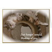 Periwinkle the Cat (Front Horizontal)