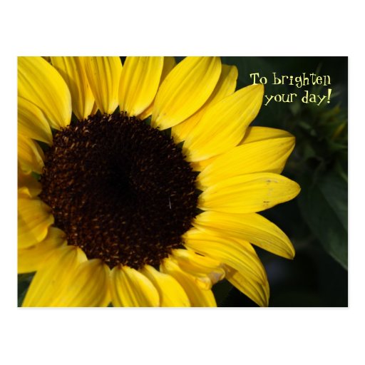 Perky Sunflower Thinking of You Postcard | Zazzle