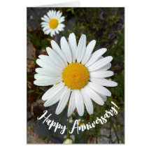 Perky White Daisy Flower Anniversary Card