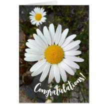 Perky White Daisy Flower Congratulations Card