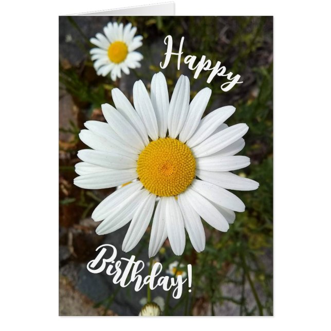 Perky White Daisy Flower Happy Birthday Card (Front)