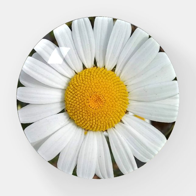 Perky White Daisy Flower Paperweight (Front)