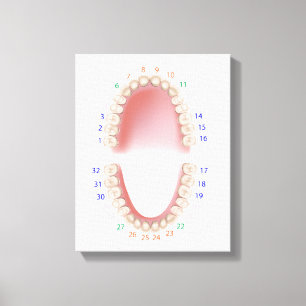 Permanent teeth, adult dentition, canvas print