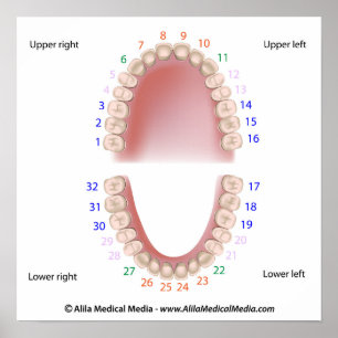 Permanent teeth, adult dentition, numbered, poster