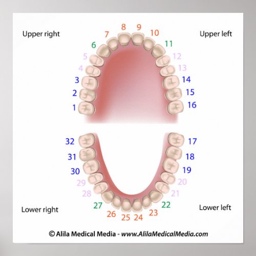 Permanent teeth adult dentition numbered poster