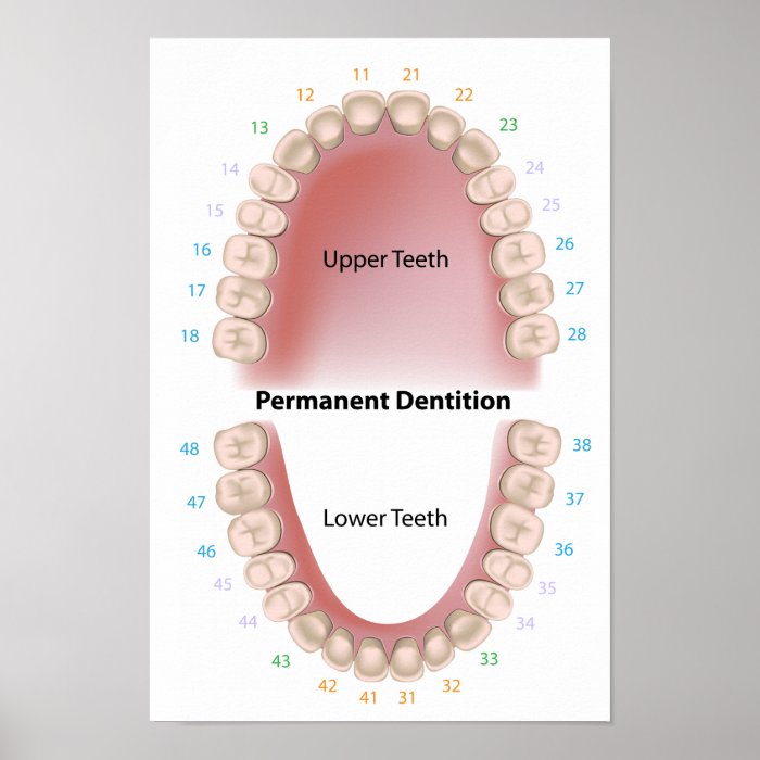 Permanent teeth adult dentition Poster