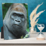 Perplexed Gorilla Plaque<br><div class="desc">Great gorilla with a stern face.</div>