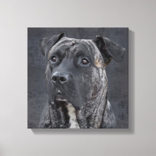 Perro de Presa Canario - Dogo Canario Canvas Print