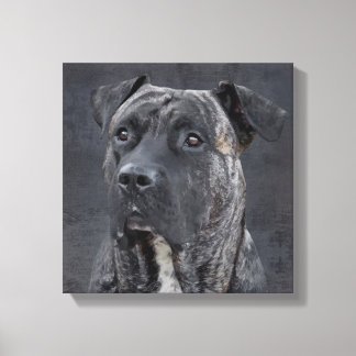 Perro de Presa Canario - Dogo Canario Canvas Print