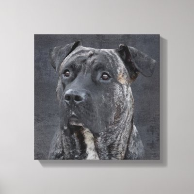 Perro de Presa Canario - Dogo Canario Canvas Print