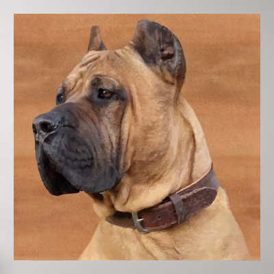 Perro de Presa Canario - Dogo Canario Poster
