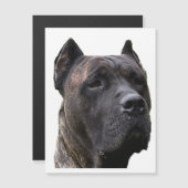 perro de pressa.png (Front/Back)