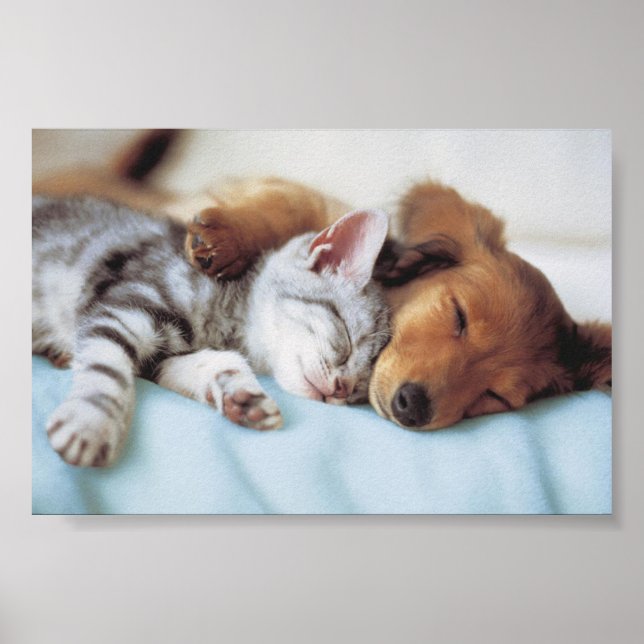 perro y gato poster (Front)