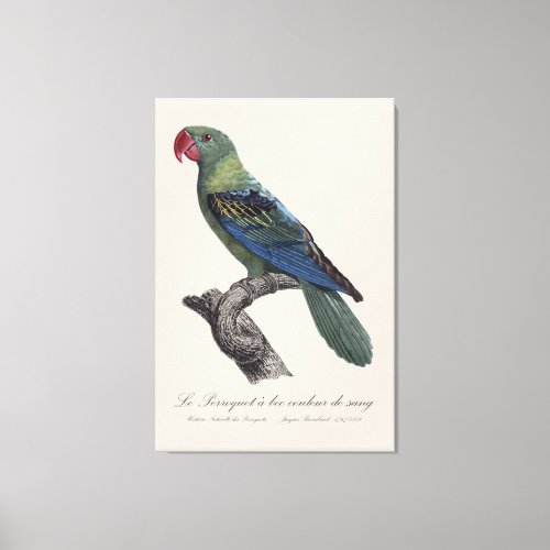 Perroquet a bec couleur sang  Great_billed parrot Canvas Print