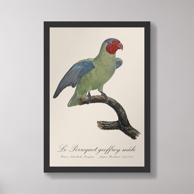 Perroquet geoffroy male / Red cheeked Parrot  Photo Print (Creator Uploaded)