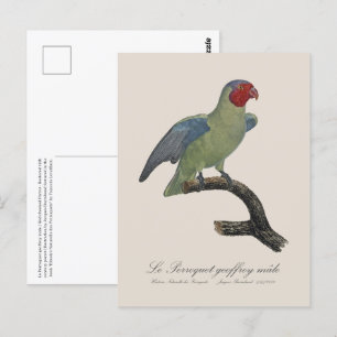 Perroquet geoffroy male / Red cheeked Parrot  Postcard