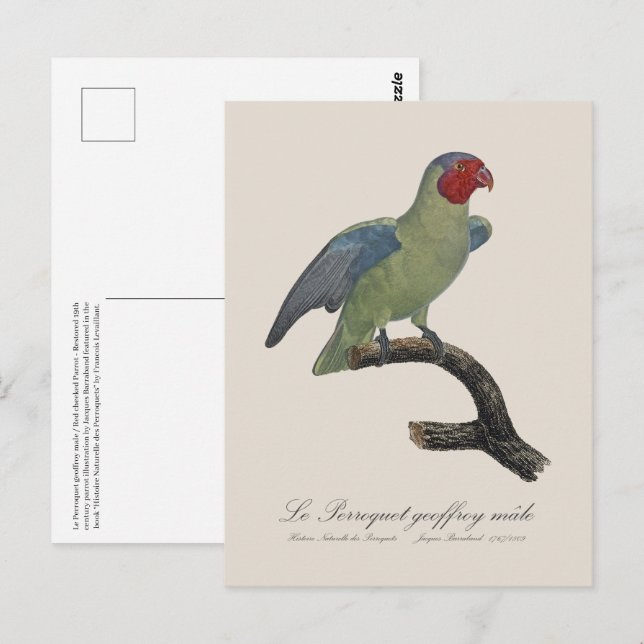 Perroquet geoffroy male / Red cheeked Parrot  Postcard (Front/Back)