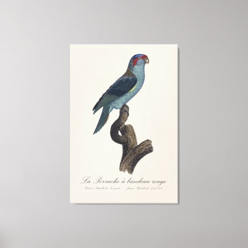 Perruche a bandeau rouge  Musk Lorikeet  Canvas Print