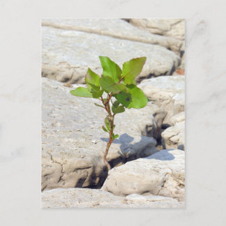 Perseverance Postcard