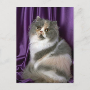 Persian, blue, tortie and white postcard