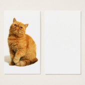 Persian cat (Front & Back)