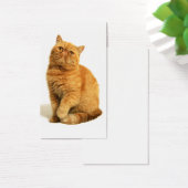 Persian cat (Desk)