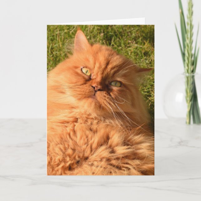 PERSIAN CAT BIRTHDAY CARD (Front)