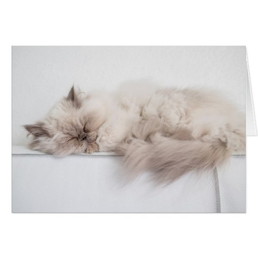 Persian Cat Cards (Front Horizontal)