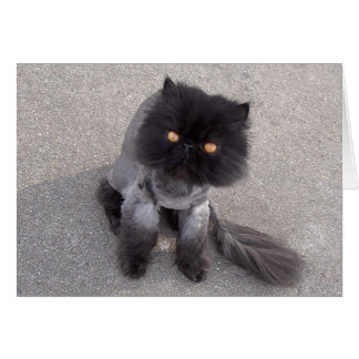 Persian Cat  Cards